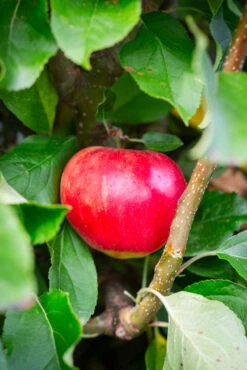 Scrumptious® 7 Scrumptious® -Tree Furnish Store 11413 14593 5199 683x1024 1