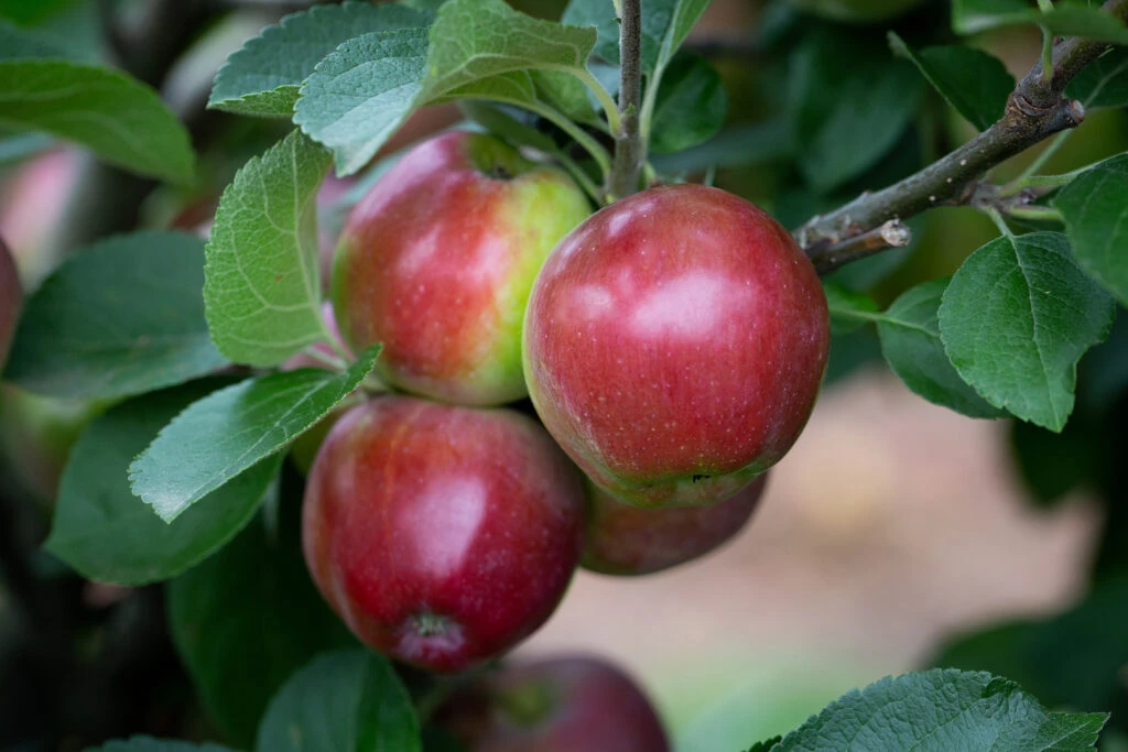 Spartan 4 Spartan - Image 2