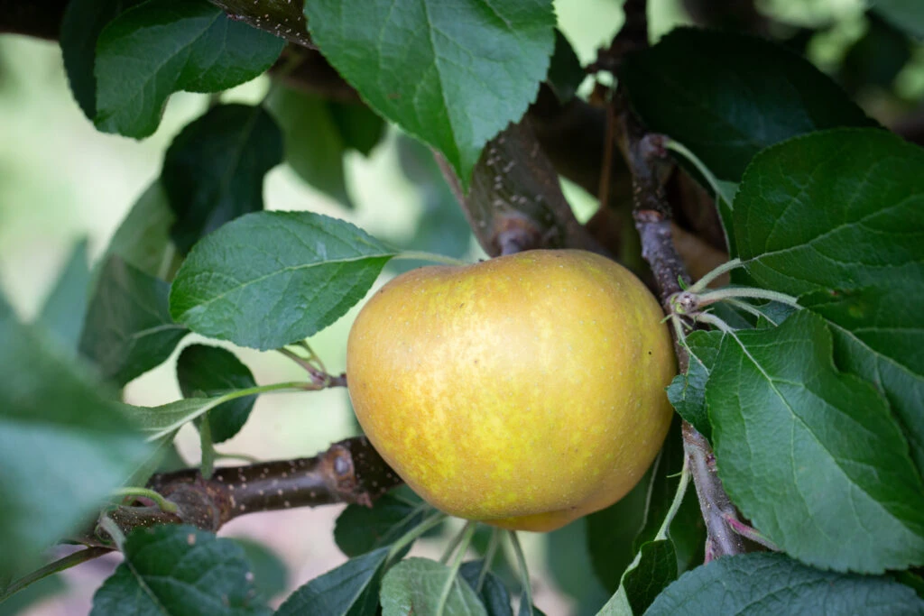 St Edmund’s Russet 3 St Edmund’s Russet