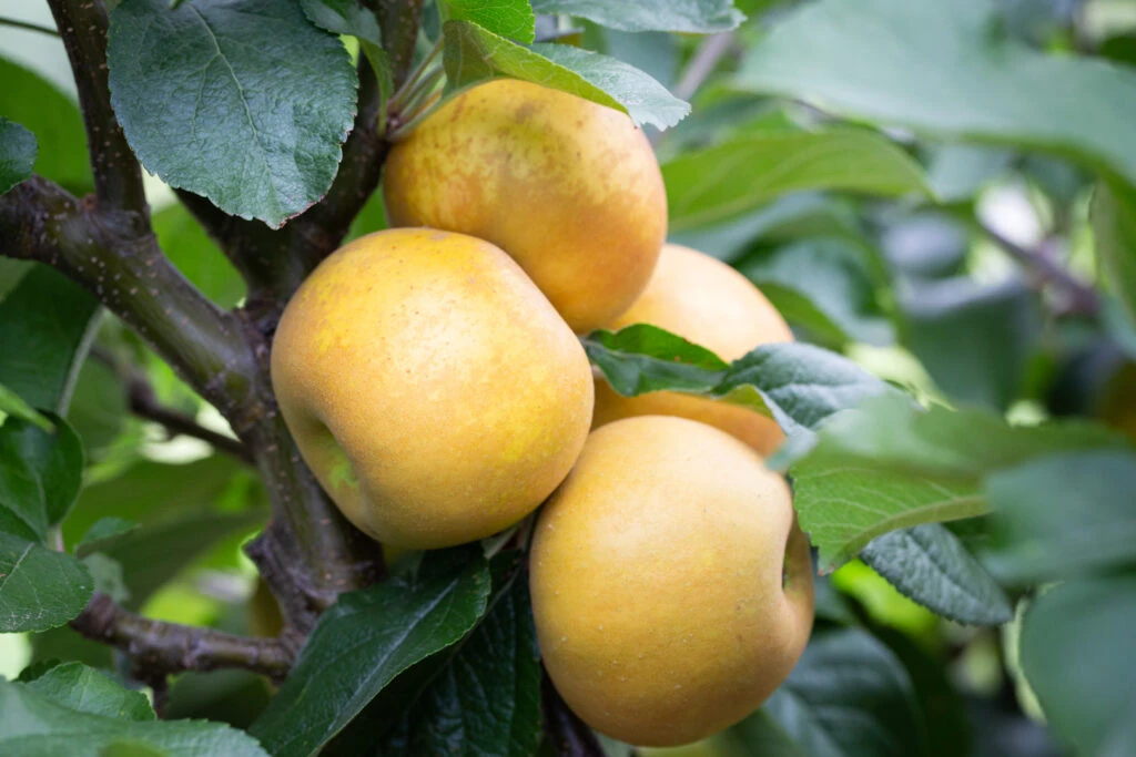 St Edmund’s Russet 4 St Edmund’s Russet - Image 2