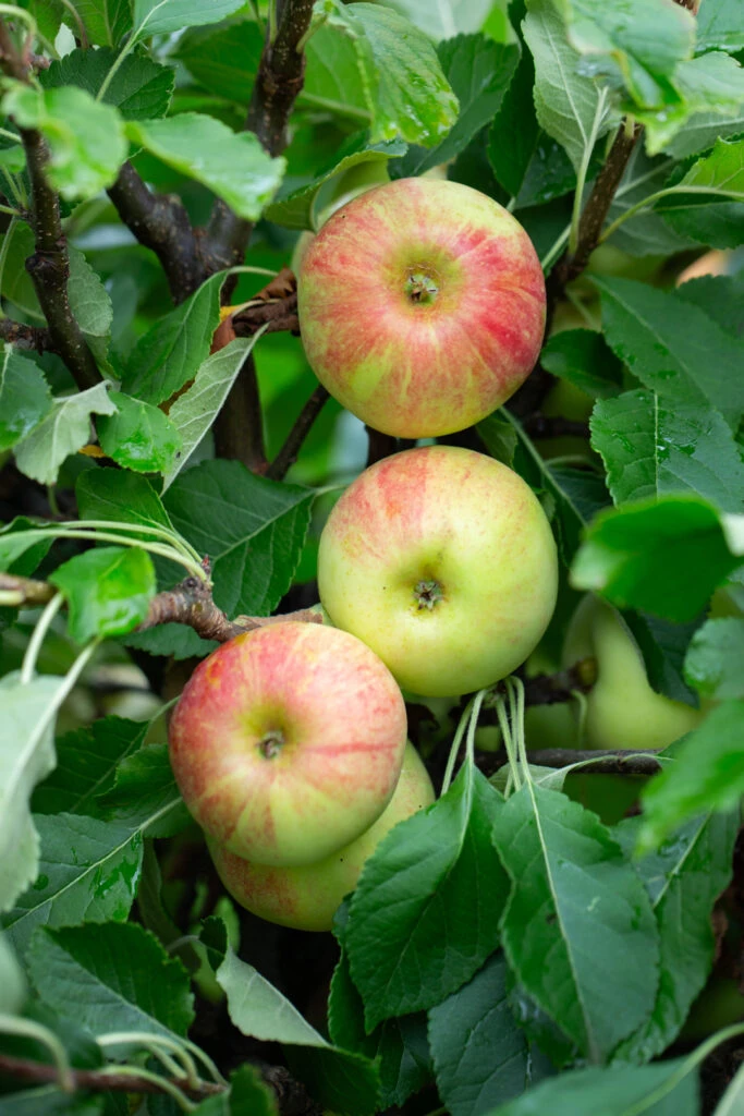 Sunset 5 Sunset - Image 3