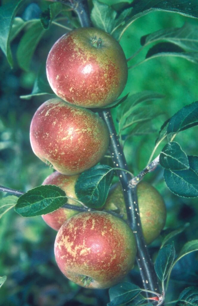 Tydeman’s Late Orange 4 Tydeman’s Late Orange - Image 2