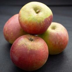 Tydeman’s Late Orange