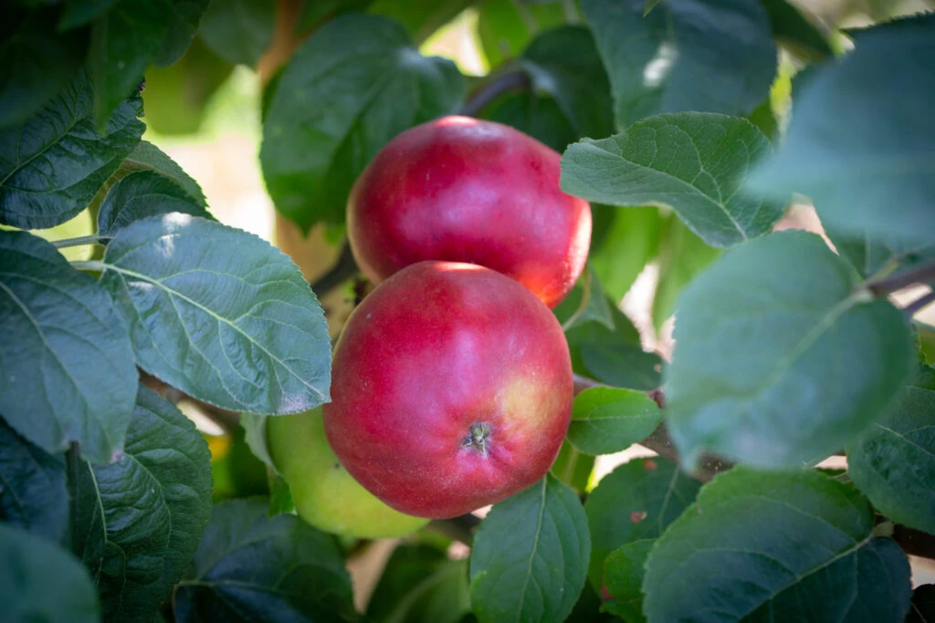 Tom Putt 4 Tom Putt - Image 2