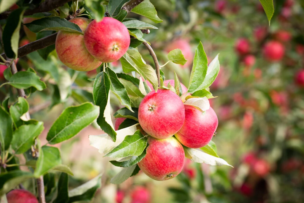 Worcester Pearmain 4 Worcester Pearmain - Image 2