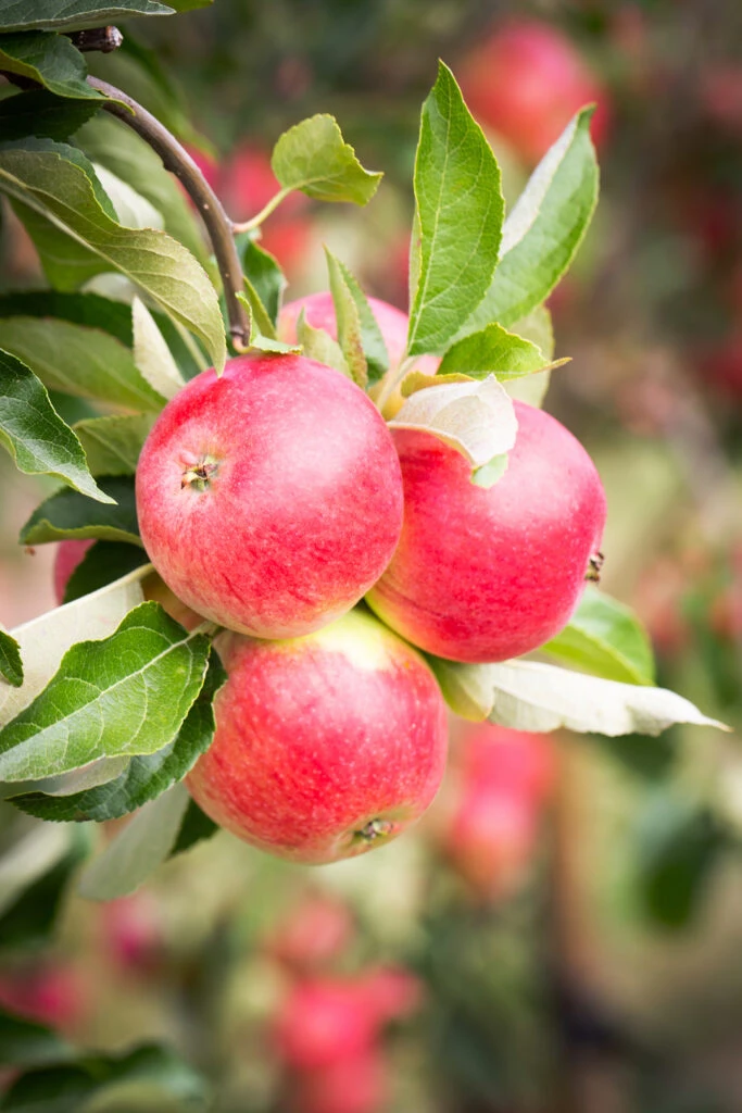 Worcester Pearmain 3 Worcester Pearmain