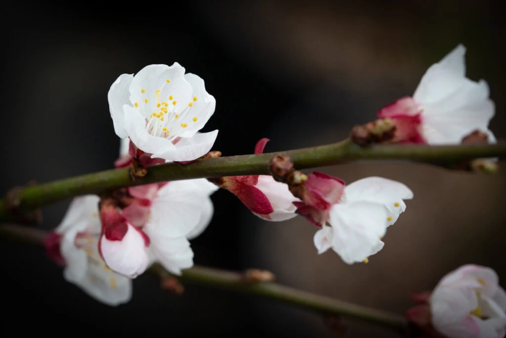 Goldcot® 5 Goldcot® - Image 3