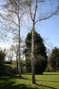 Betula Alba Pendula -Tree Furnish Store 11459 2 1 683x1024 1