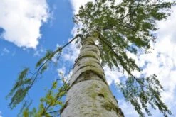 Betula Alba Pendula -Tree Furnish Store 11459 3 1 1024x683 1