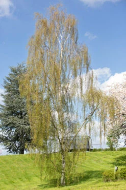 Betula Pendula ‘Dalecarlica’ 9 Betula Pendula ‘Dalecarlica’ -Tree Furnish Store 11463 13493 0de1 682x1024 1