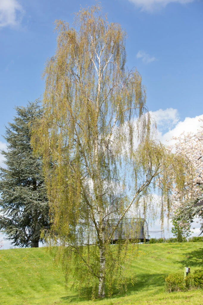 Betula Pendula ‘Dalecarlica’ 6 Betula Pendula ‘Dalecarlica’ - Image 4