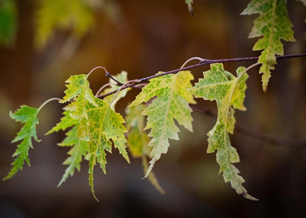 Betula Pendula ‘Dalecarlica’ 5 Betula Pendula ‘Dalecarlica’ - Image 3