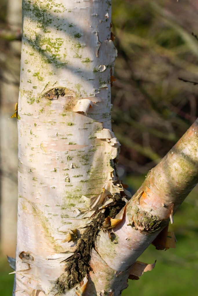 Betula ‘Fascination’ 4 Betula ‘Fascination’ - Image 2