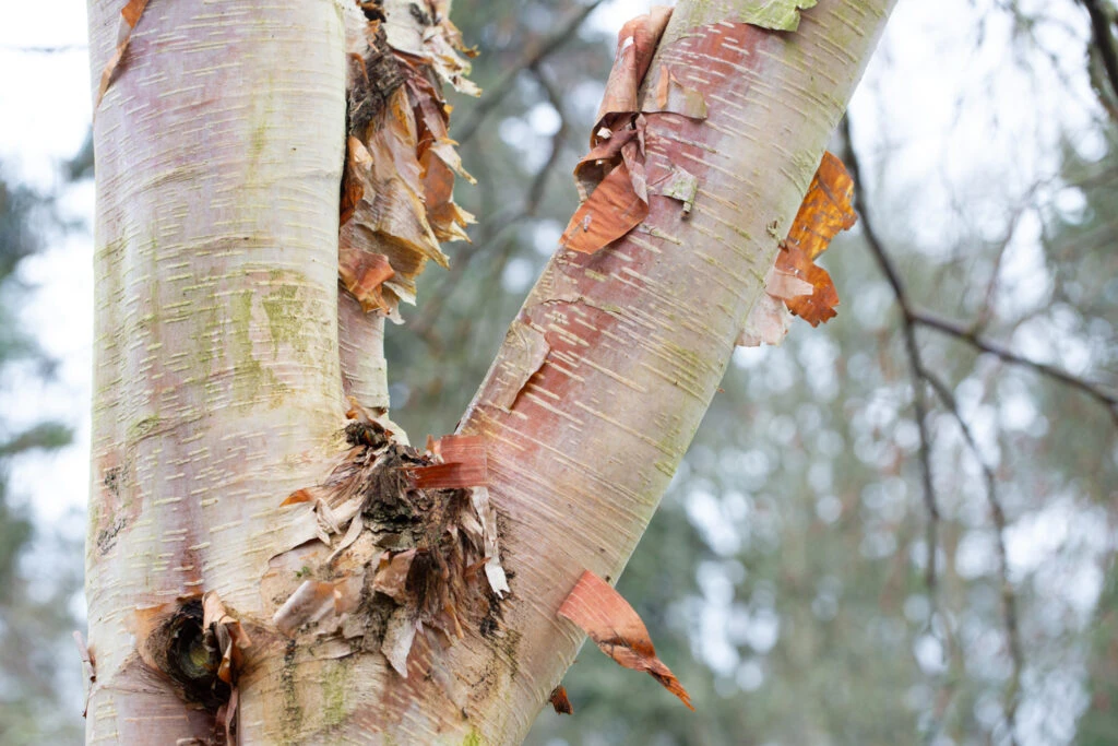 Betula ‘Fascination’ 3 Betula ‘Fascination’