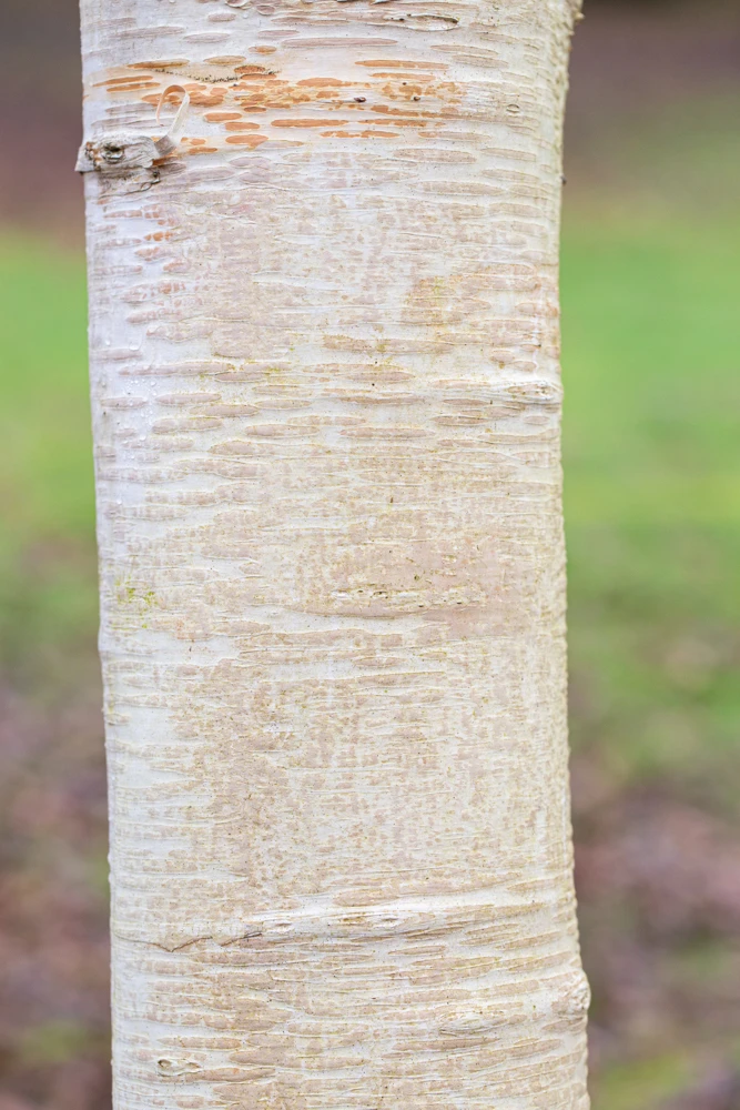 Betula ‘Fascination’ 6 Betula ‘Fascination’ - Image 4
