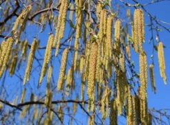 Betula ‘Fascination’ 8 Betula ‘Fascination’ -Tree Furnish Store 11467 2 1024x754 1