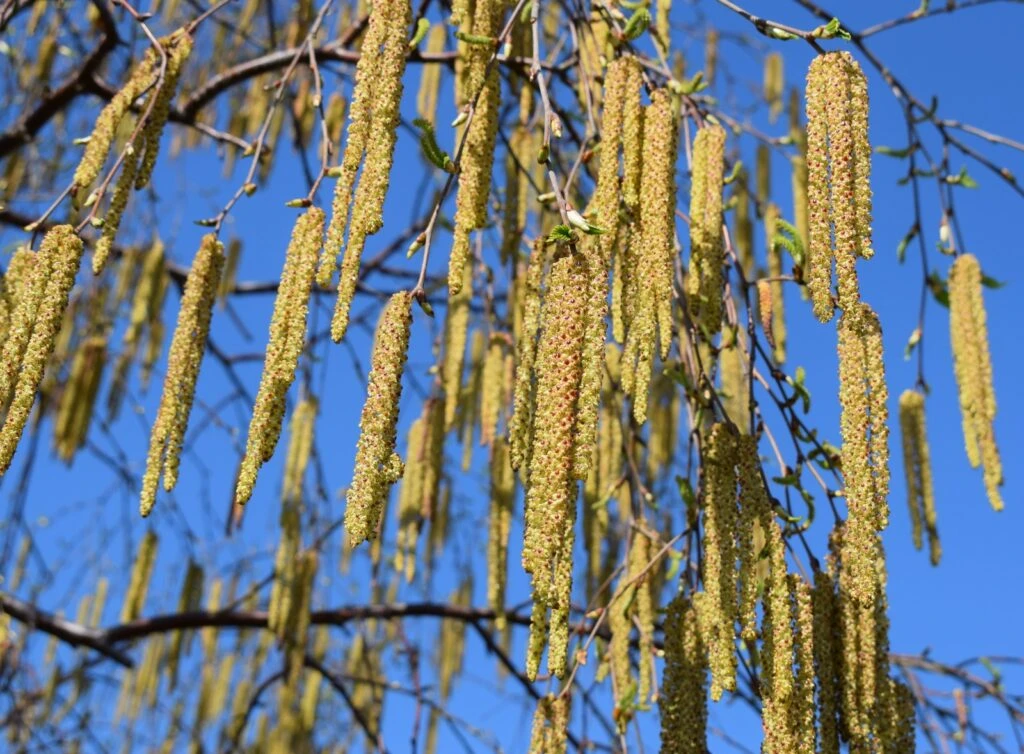 Betula ‘Fascination’ 5 Betula ‘Fascination’ - Image 3