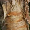 Betula ‘Fetisowii’ -Tree Furnish Store 11468 683x1024 1