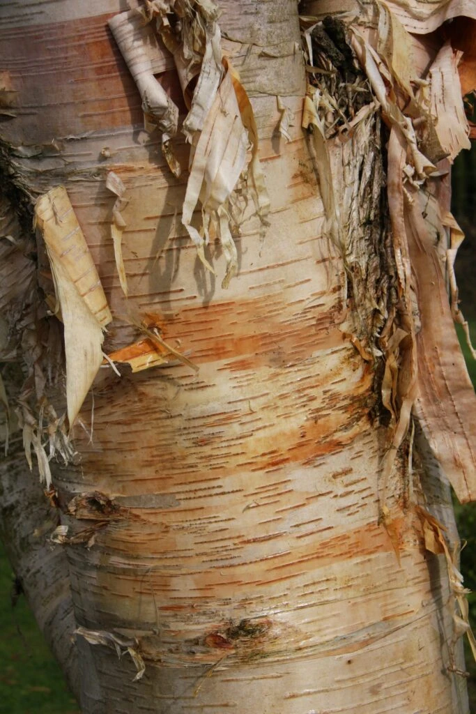 Betula ‘Fetisowii’ 3 Betula ‘Fetisowii’