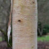 Betula Ermanii ‘Grayswood Hill’ -Tree Furnish Store 11473 12916 02bf