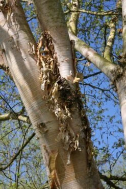 Betula Utilis Subsp. Albosinensis ‘Hergest’