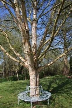 Betula Utilis Subsp. Albosinensis ‘Hergest’ -Tree Furnish Store 11475 1 1 683x1024 1