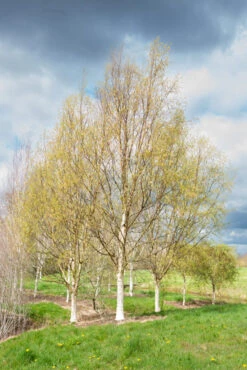 Betula Utilis Subsp. Albosinensis ‘Hergest’ -Tree Furnish Store 11475 13415 bd32 683x1024 1