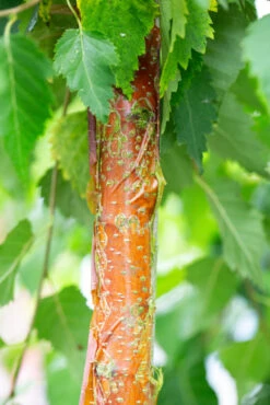 Betula Utilis Subsp. Albosinensis ‘Hergest’ -Tree Furnish Store 11475 14095 8d44 683x1024 1