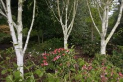 Betula Utilis Var. Jacquemontii -Tree Furnish Store 11477 1 1 1024x683 1