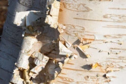 Betula Utilis Var. Jacquemontii -Tree Furnish Store 11477 12261 1f9d 1 1024x683 1