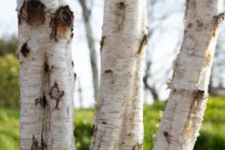 Betula Utilis Var. Jacquemontii -Tree Furnish Store 11477 12262 9459 1 1024x683 1