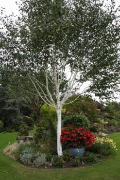 Betula Utilis Var. Jacquemontii -Tree Furnish Store 11477 2 1 683x1024 1