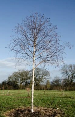 Betula Utilis Var. Jacquemontii ‘Jermyns’ -Tree Furnish Store 11479 1 1 662x1024 1