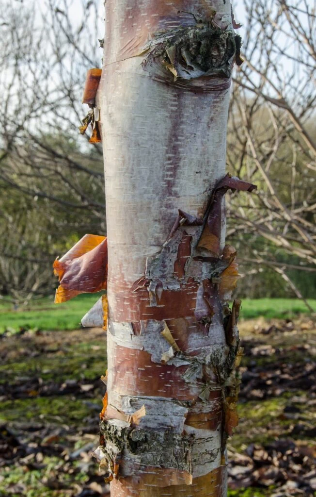 Betula Utilis Subsp. Albosinensis ‘Kansu’ 5 Betula Utilis Subsp. Albosinensis ‘Kansu’ - Image 3