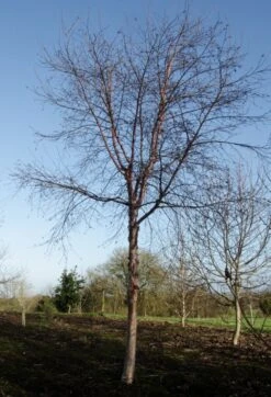 Betula Utilis Subsp. Albosinensis ‘Kansu’ 11 Betula Utilis Subsp. Albosinensis ‘Kansu’ -Tree Furnish Store 11480 1 1 698x1024 1
