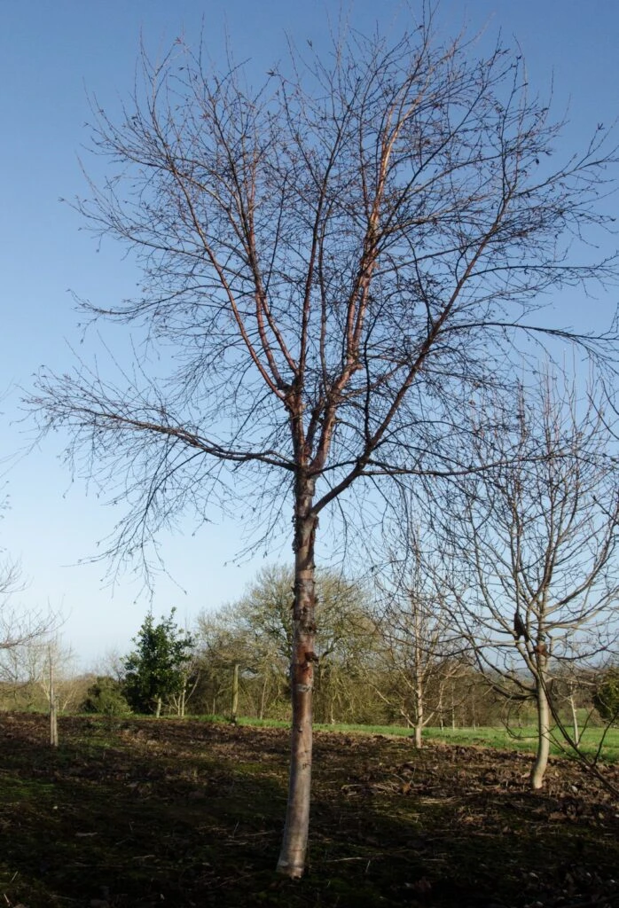 Betula Utilis Subsp. Albosinensis ‘Kansu’ 7 Betula Utilis Subsp. Albosinensis ‘Kansu’ - Image 5
