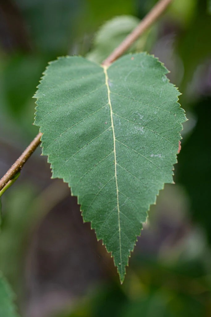 Betula Utilis Subsp. Albosinensis ‘Kansu’ 4 Betula Utilis Subsp. Albosinensis ‘Kansu’ - Image 2