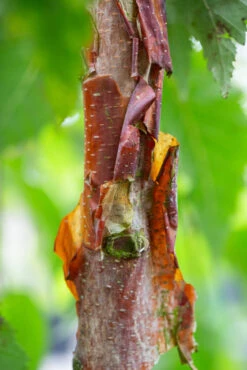 Betula Utilis Subsp. Albosinensis ‘Kansu’ 10 Betula Utilis Subsp. Albosinensis ‘Kansu’ -Tree Furnish Store 11480 14089 6c95 683x1024 1