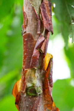 Betula Utilis Subsp. Albosinensis ‘Kansu’