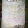 Betula Utilis ‘Moonbeam’ 1 Betula Utilis ‘Moonbeam’ -Tree Furnish Store 11482 12924 bdf7