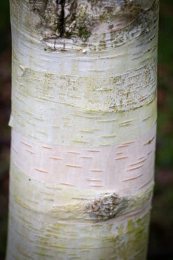 Betula Utilis ‘Moonbeam’