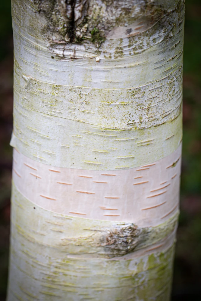 Betula Utilis ‘Moonbeam’ 3 Betula Utilis ‘Moonbeam’