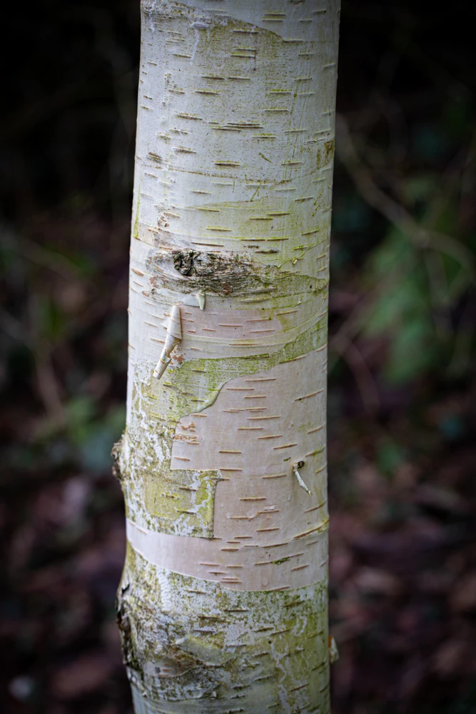 Betula Utilis ‘Moonbeam’ 4 Betula Utilis ‘Moonbeam’ - Image 2