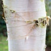 Betula Ermanii ‘Polar Bear’ 1 Betula Ermanii ‘Polar Bear’ -Tree Furnish Store 11485 12926 43b7