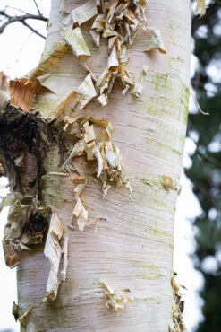 Betula Ermanii ‘Polar Bear’ -Tree Furnish Store 11485 12928 0898