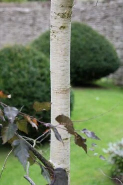 Tree Furnish Store -Tree Furnish Store 11486 683x1024 1