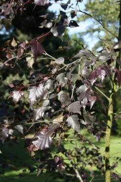 Betula Pendula ‘Royal Frost’®