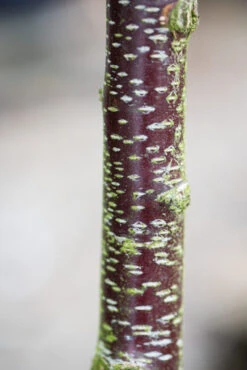 Betula Pendula ‘Royal Frost’® -Tree Furnish Store 11486 14086 75b8 683x1024 1
