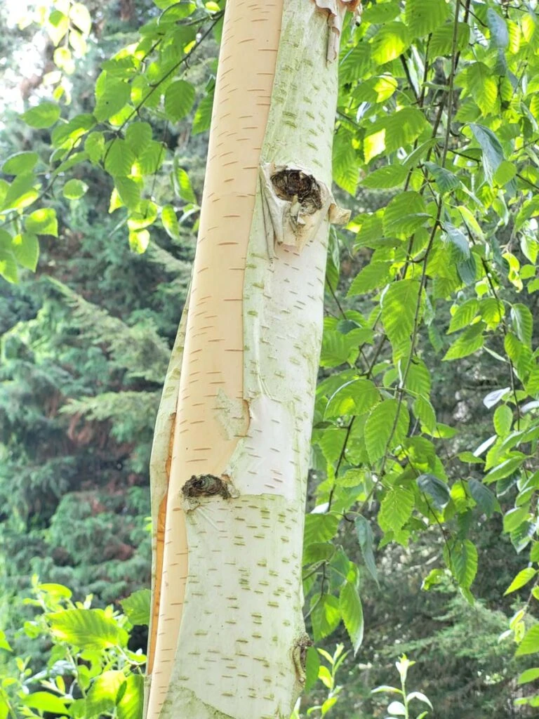 Betula Utilis Var. Jacquemontii ‘Silver Shadow’ 3 Betula Utilis Var. Jacquemontii ‘Silver Shadow’