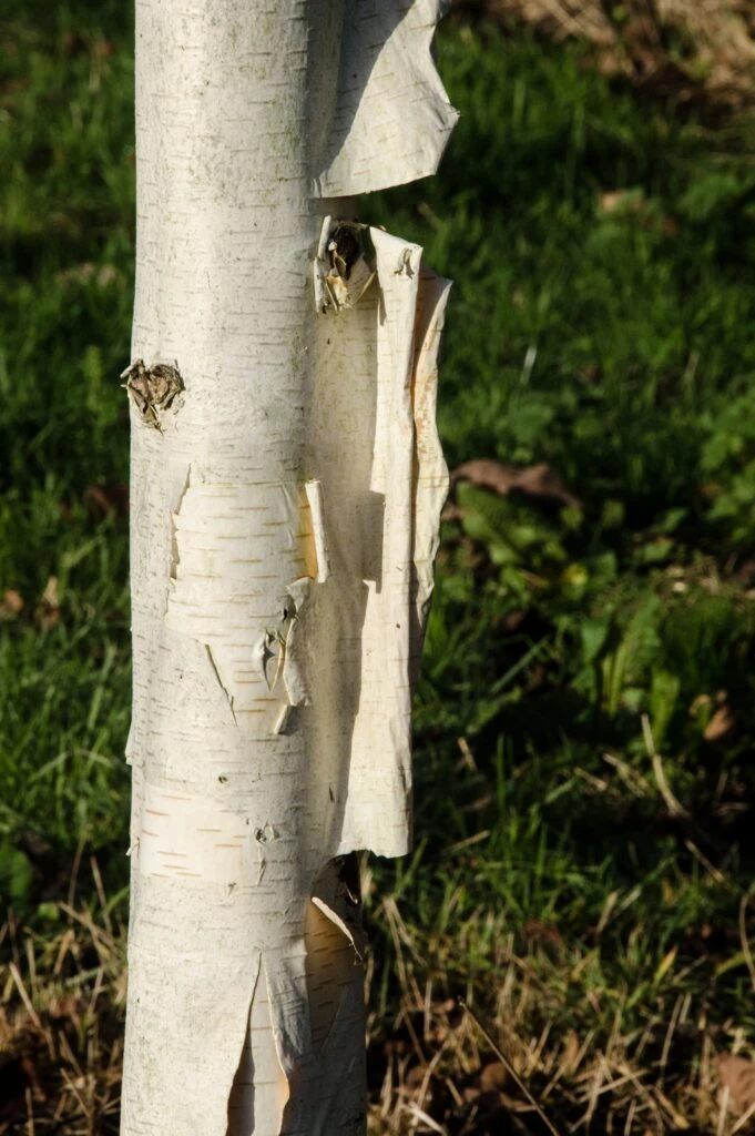Betula Utilis ‘Snow Queen’ 5 Betula Utilis ‘Snow Queen’ - Image 3
